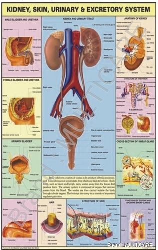 kidney, skin ,urinary & excretory system chart