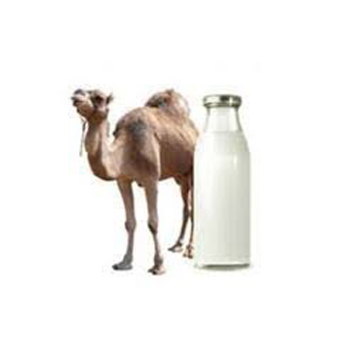 Где Можно Купить Верблюжье Молоко