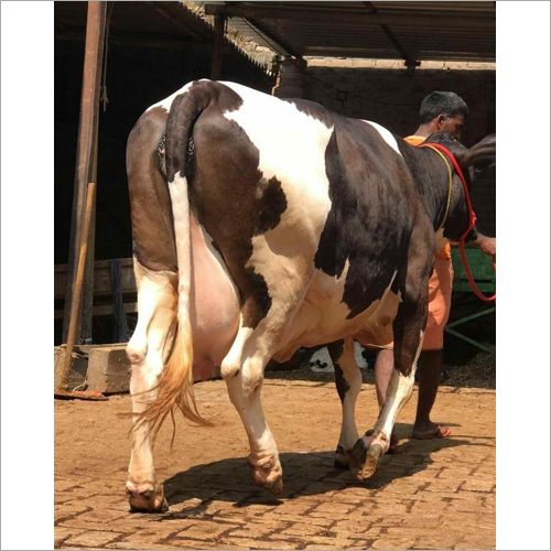 Indian Hf Cow At Best Price In Karnal Haryana Gurjar Dairy Farm