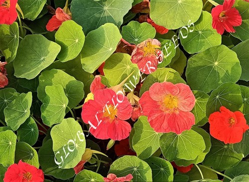 Tropaeolum Majus Nanum Semi Double Cherry Rose At Best Price In Sangrur