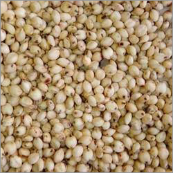 Organic Sorghum Jowar Seeds At Best Price In Anantapur Lakshmi Uma