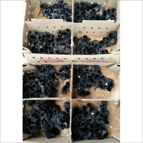 Kadaknath Chicks At Best Price In Kakinada Andhra Pradesh Arogya