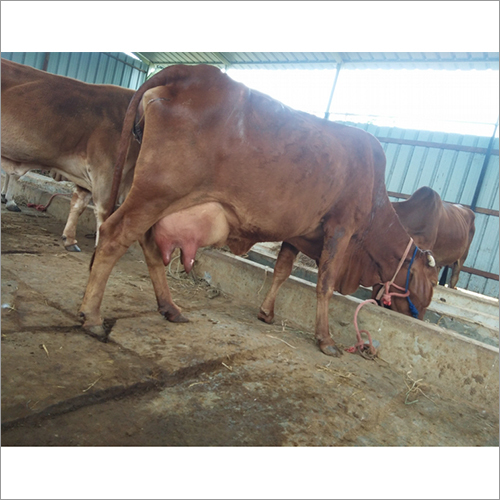 Brown Pure Sahiwal Cow At Best Price In Coimbatore Suryakala Dairy Farm