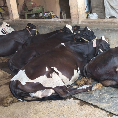 Hf Breed Cow At Best Price In Karnal Haryana Priyush Dairy Farm