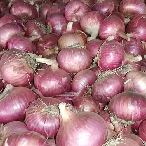 Big Size Onion Moisture Nil At Best Price In Ratlam Gajanand Traders