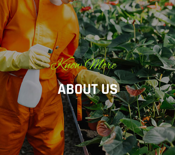 Why Choose Us