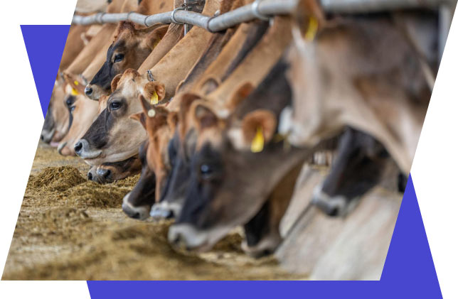 Company Vision Company Vision