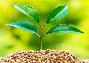 Rice Processing Industry