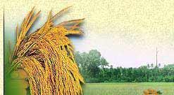 Wheat