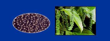 Black Pepper