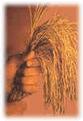 Paddy - Grain Size Variable, Length 5-8mm, 20-25kg Bag | High Yield, Disease Resistant, Nutrient Rich, Easy to Grow, Good Taste