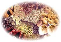 Whole Spices