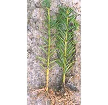 Horticulture Products