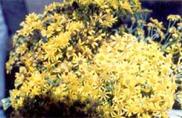 Horticulture Products