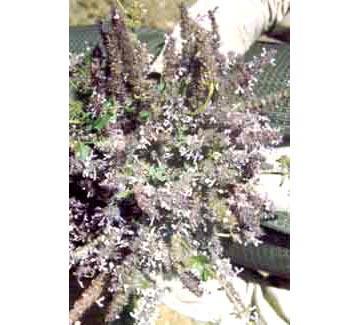 Medicinal Herbs