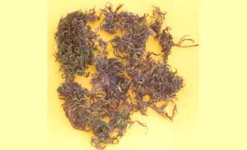 Medicinal Herbs