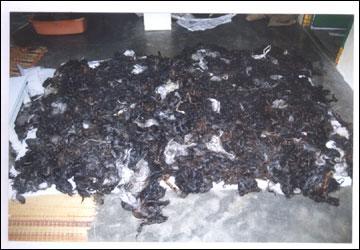 Collection of Hair - Raw Black Human Hair, Variable Length, Bulk, Temple Sourced, Ethically Collected