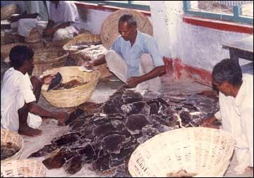 Sorting of Block Mica