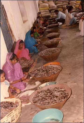 Sorting Mica