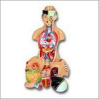 Fiber Glass Model Human Torso