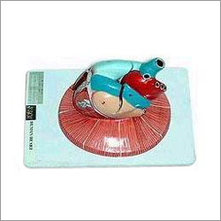 Fiber Glass Model Human Heart