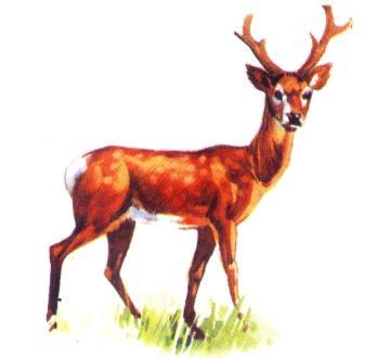 Wooden Animals