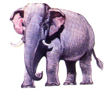 Wooden Animals