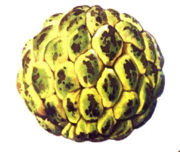 Wooden Fruits