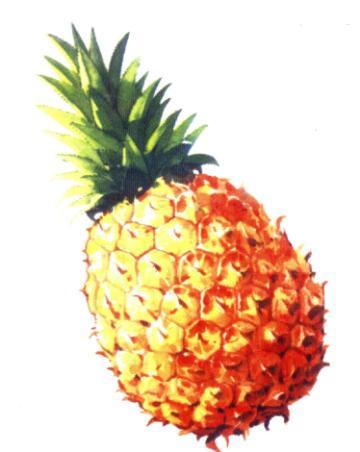 Wooden Fruits