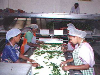 Selection Of Gherkins Of Different Sizes