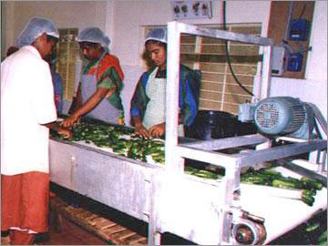 Cleaning & Selection In Process After Washing Of The Gherkins