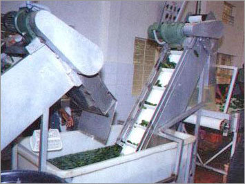 Selected Gherkins Being Given A Final Wash