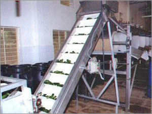 Selected & Washed Gherkins Being Sent To Be Filled Into The Barrels