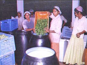 The Washed & Selected Gherkins Being Filled Unto The Barrels For Fermentation
