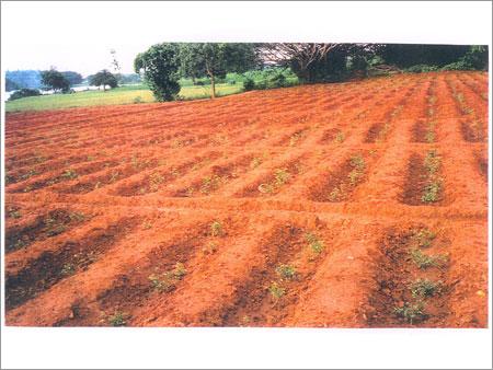 Cluster of Farmers/ Transfer of Technology