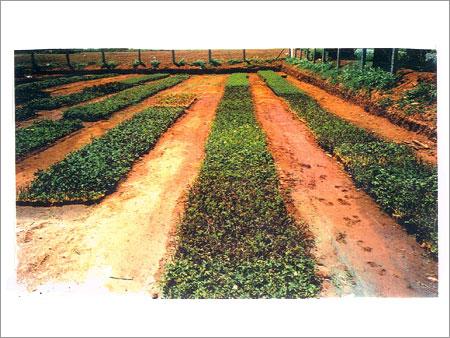 Cluster of Farmers/ Transfer of Technology