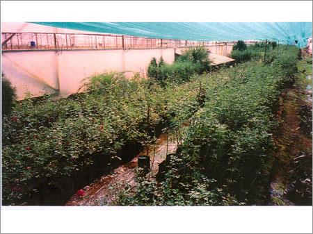 1/2 Standards Plants