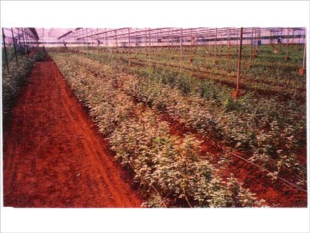 Rose Plantation