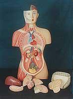 Human TORSO - PVC Plastic 30-40cm Multicolor | Anatomical Detail Dissectable Model Educational Tool Removable Organs