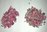 Dry Rose Petals