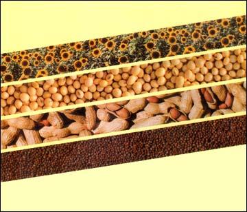 Vegetable Oil Refining Plants Vegetable Oil Refining Plants