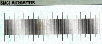 Stage Micrometers