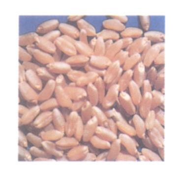 Agro Product