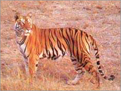 Call of the Wild & Heritage
