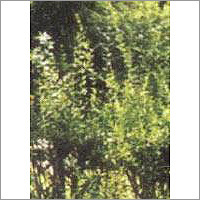 Henna Plant