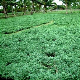 Indigo plantation