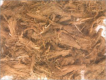 Nardostachys (Spikenard)