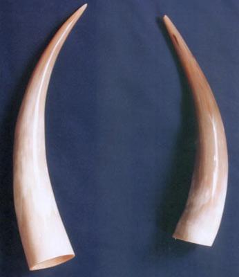 Horn Decorative Item