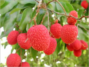 Lychee