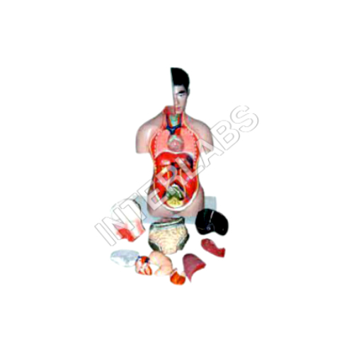 Human Torso For Hospitals, Medical Colleges, and Schools